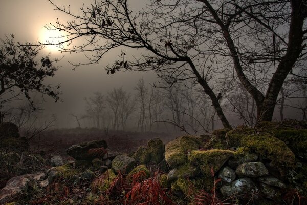 Gloomy cold forest in autumn