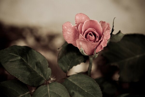 Vintage rose flower bud