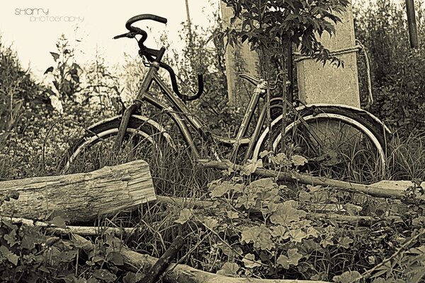 Vélo abandonné dans la nature