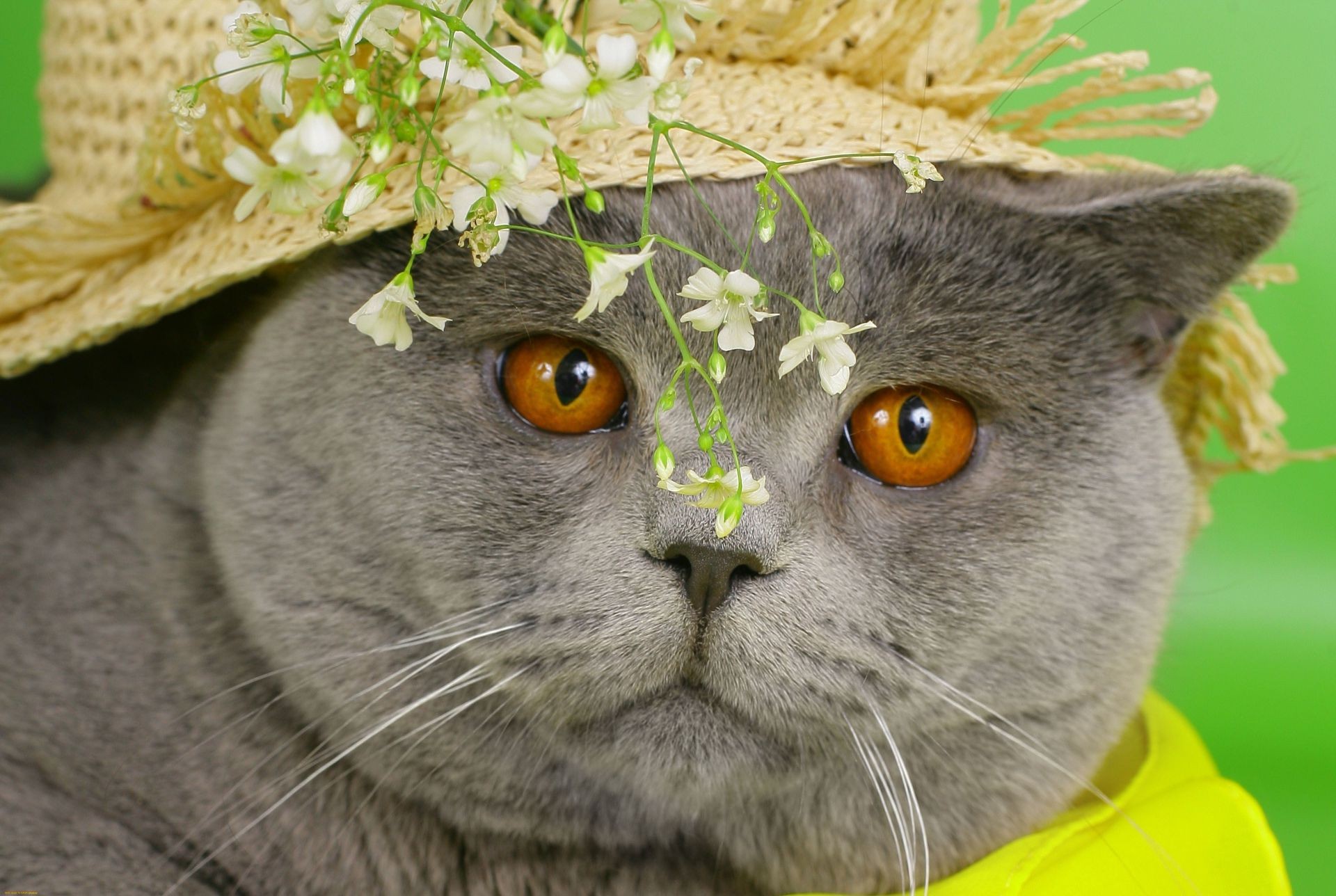 katzen natur auge niedlich tier fell katze säugetier anzeigen haustier jung porträt lustig suchen schnurrbart