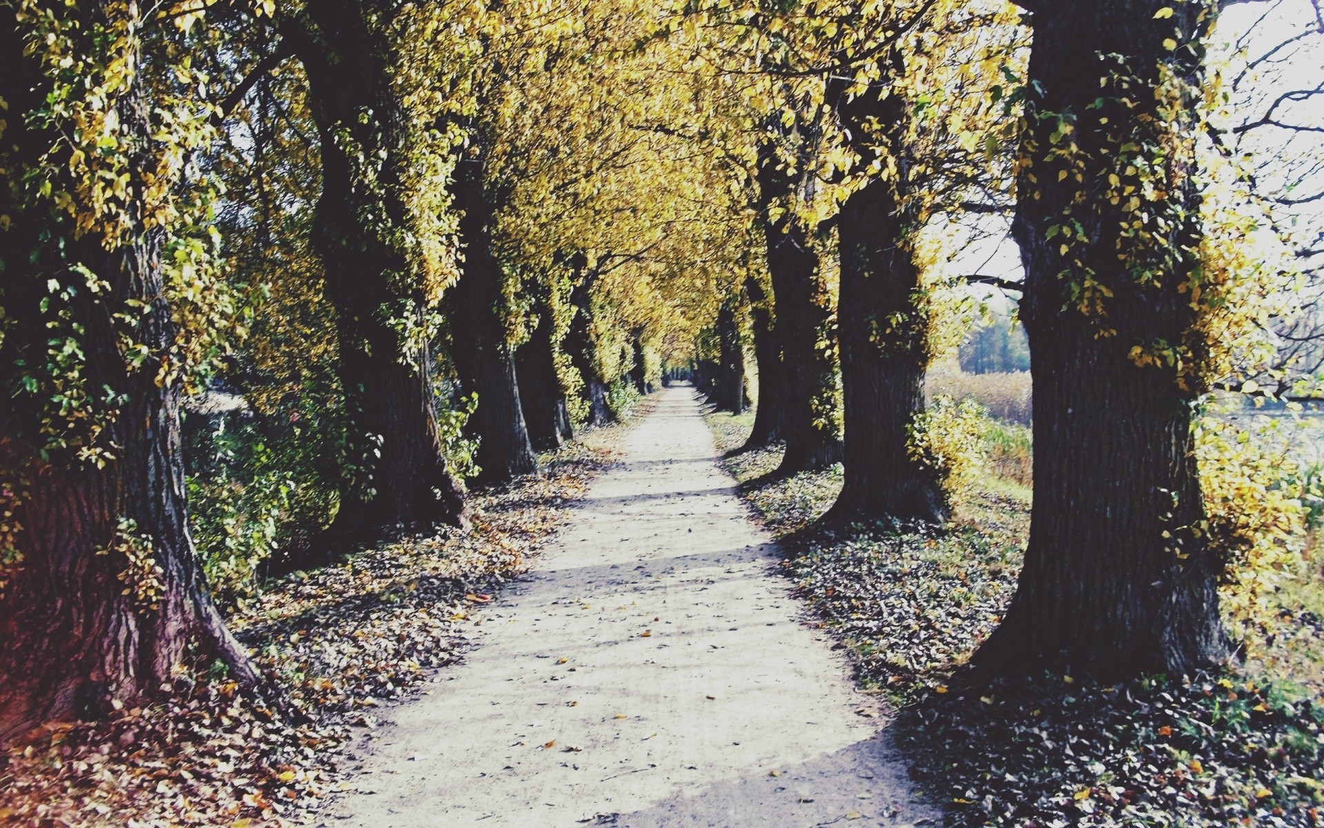 vintage otoño hoja árbol madera guía naturaleza paisaje parque temporada camino al aire libre carretera callejón flora escénico rama campo callejón buen tiempo