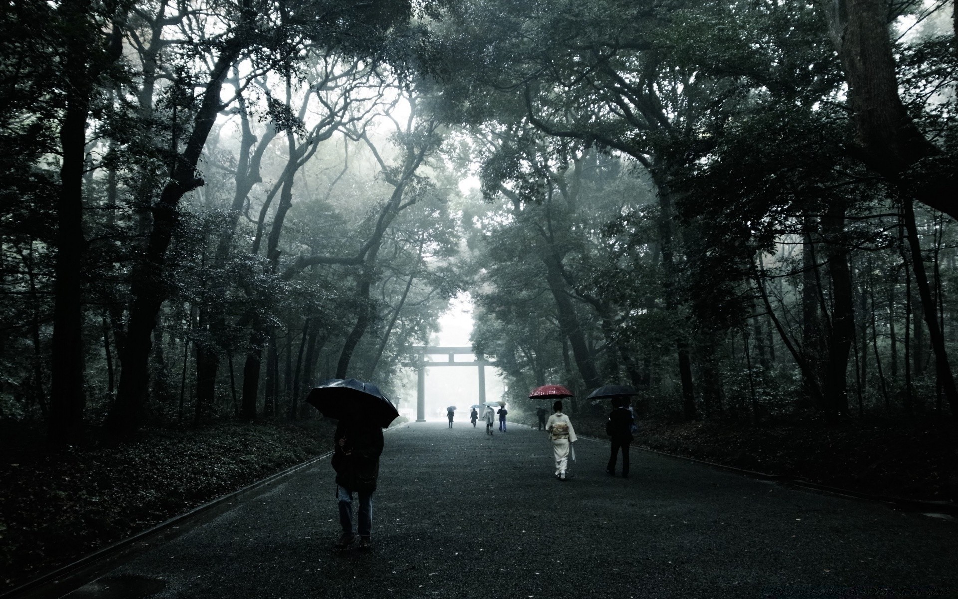 vintage tree road landscape fog wood park light mist street weather environment fall shadow guidance dawn rain