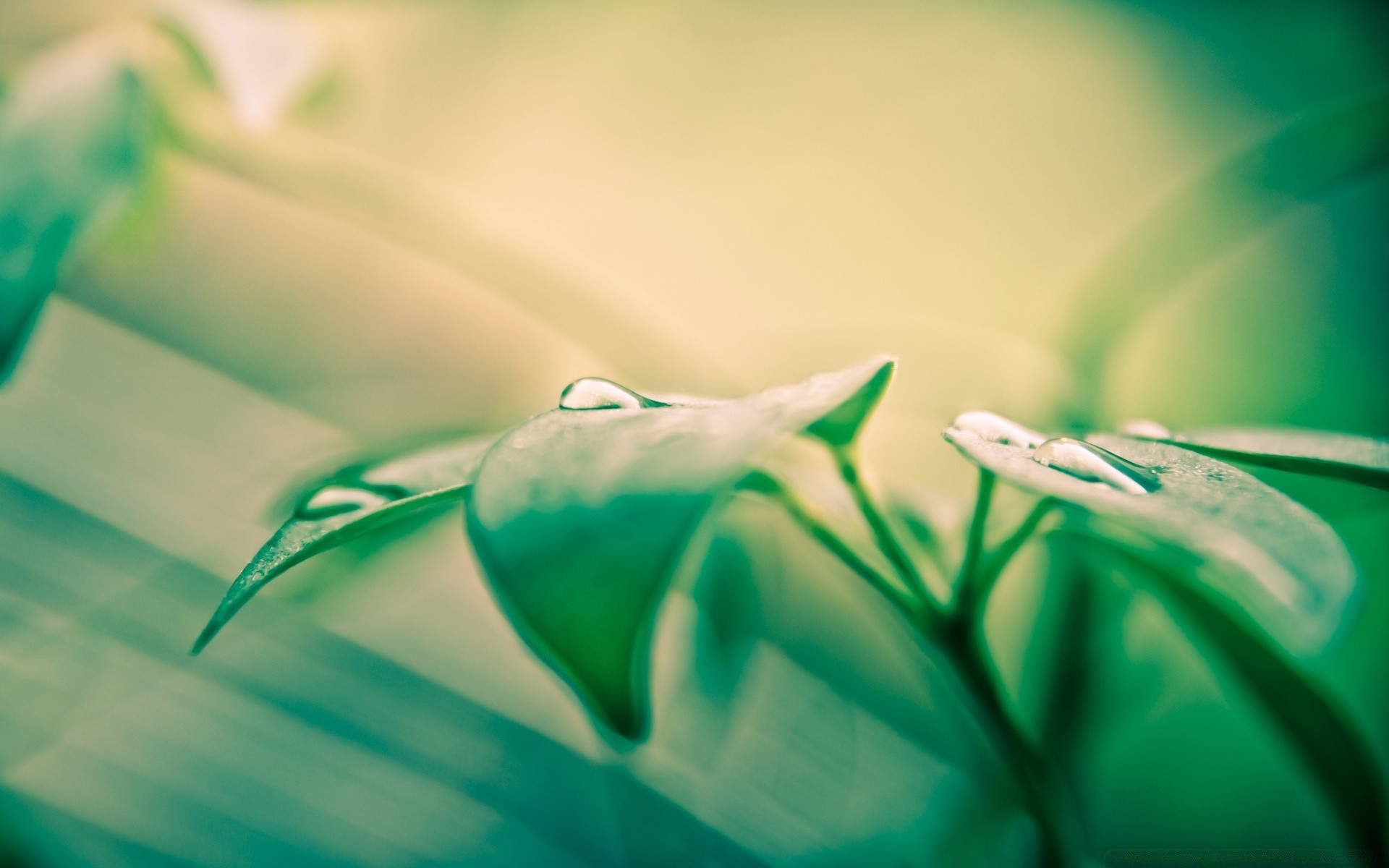 vintage nature blur color flora abstract desktop leaf flower environment garden rain light art bright