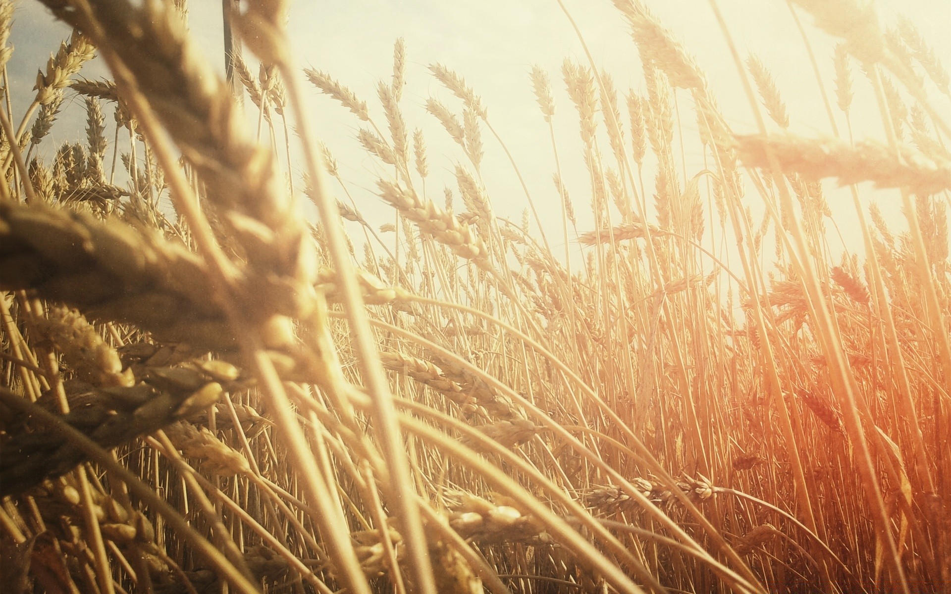 vintage cereais trigo ouro palha pão sol colheita natureza pasto milho verão fazenda campo desktop centeio rural bom tempo borrão