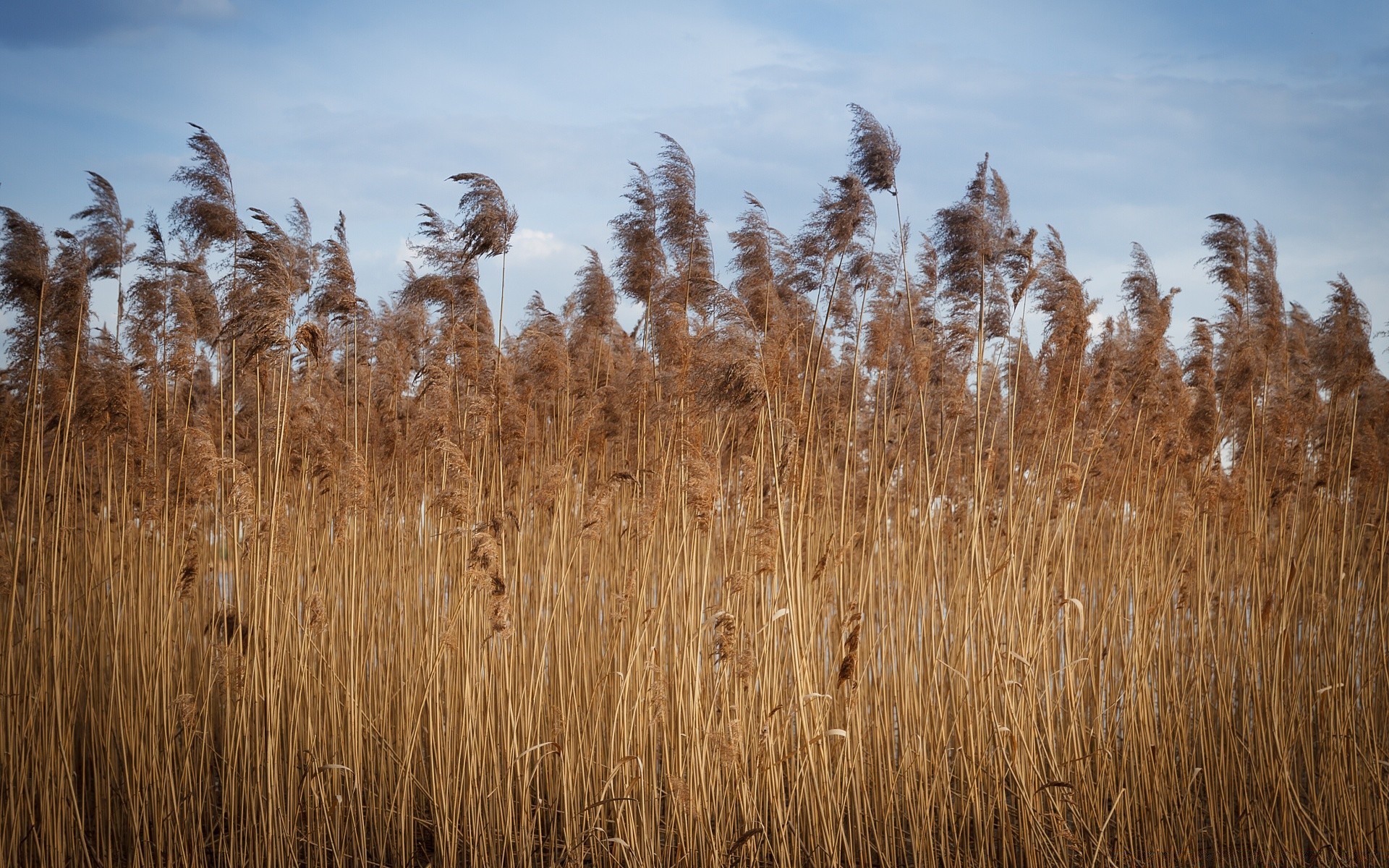 vintage cereal naturaleza rural al aire libre cielo trigo paisaje reed verano hierba árbol campo flora oro brillante campo