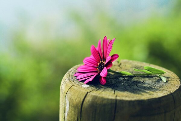 Blumen sind in der Natur. Farbiger Sommer