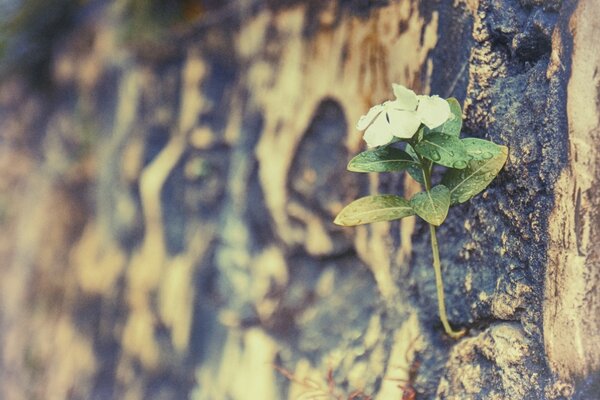 A walk in the open air is not nature