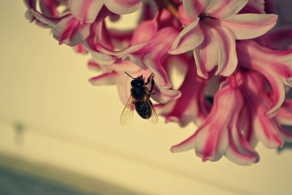 Bee on lilac macro-shooting nature