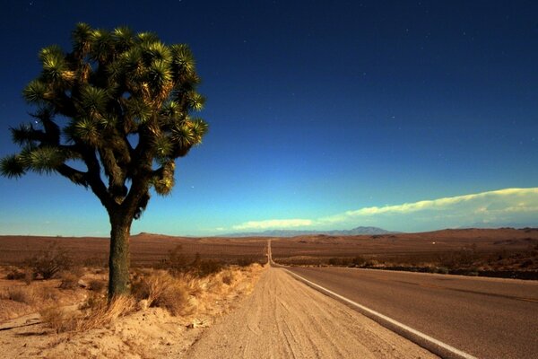 The road leading into the distance on the boundless desert