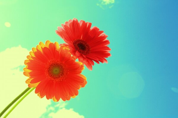 Two scarlet gerbera flowers on a blue background