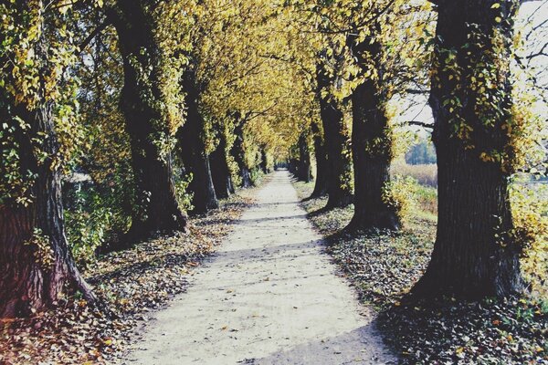 The road through the autumn forest