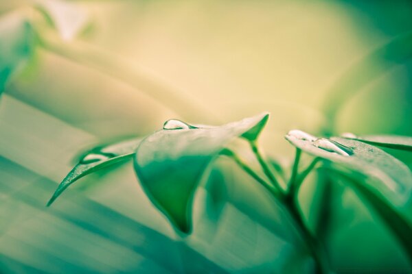 Dew drops on grass leaves