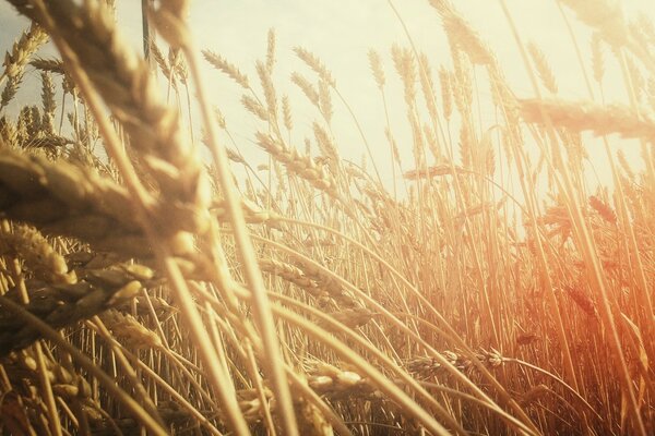 Golden wheat flakes at sunset