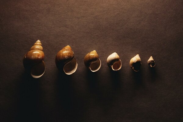 Six shells in a row still life on a dark brown background