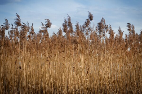 Reeds sky nature summer