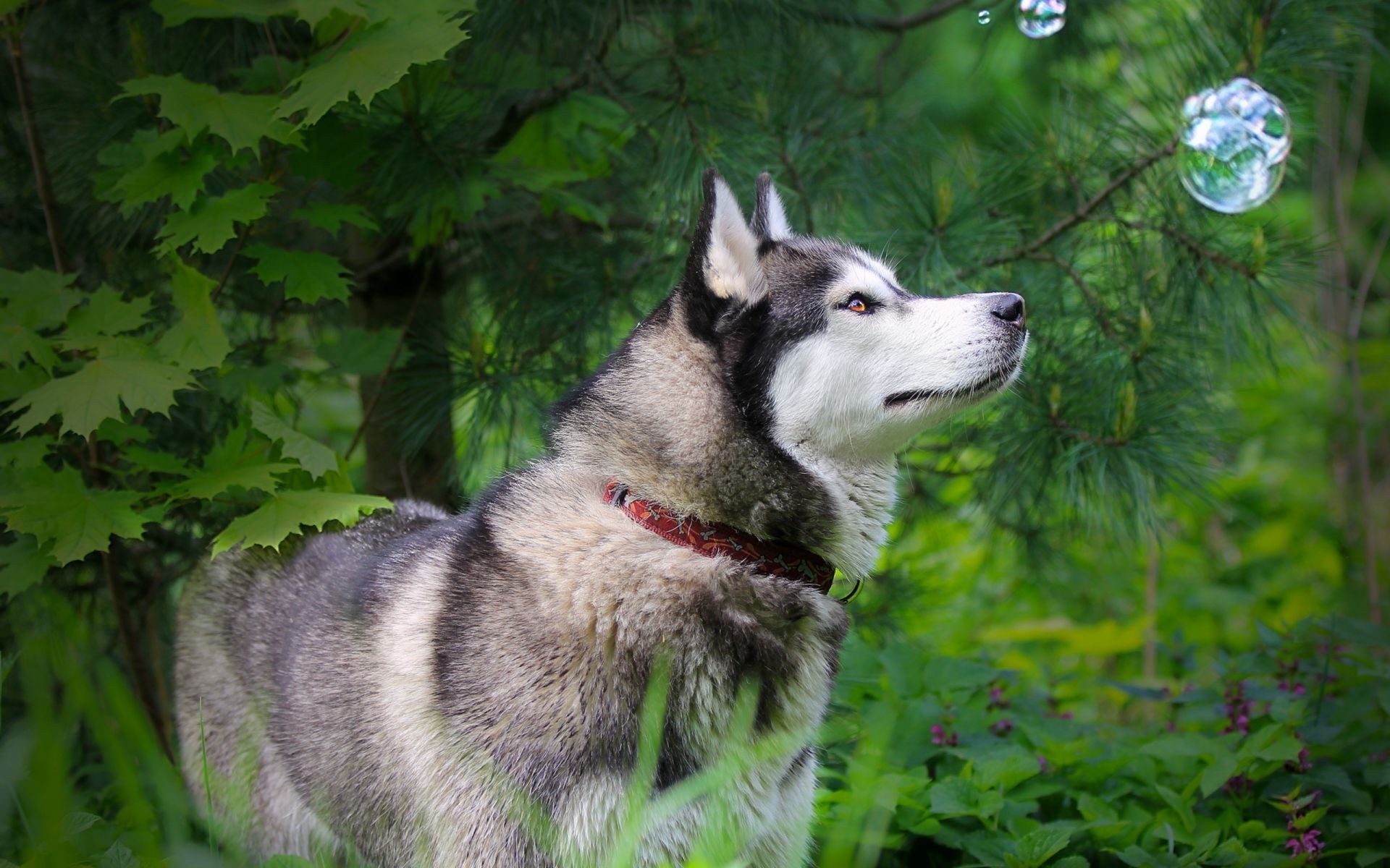 cani cane mammifero natura animale canino lupo ritratto carino animale domestico erba all aperto