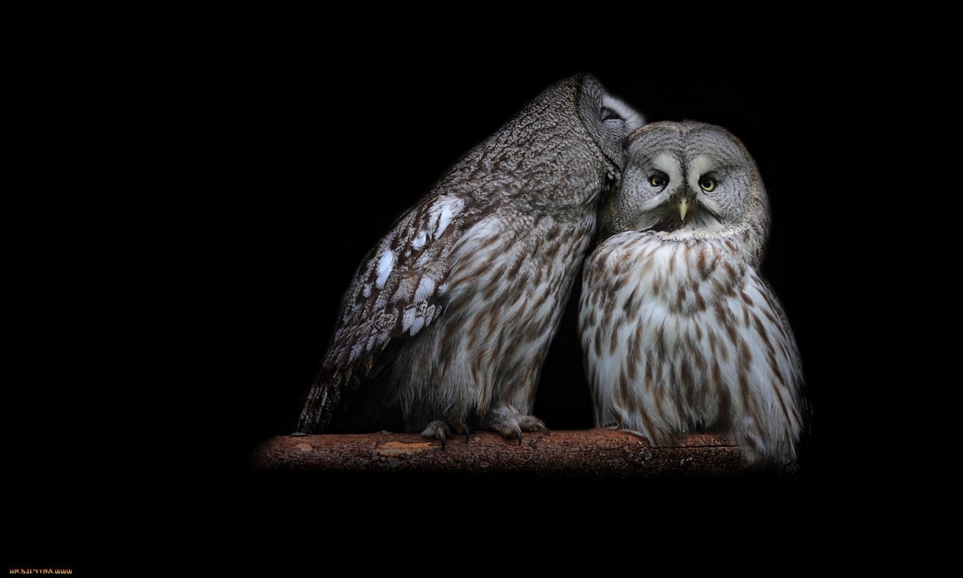 animali uccello fauna selvatica gufo rapace animale ritratto natura piuma preda selvaggio