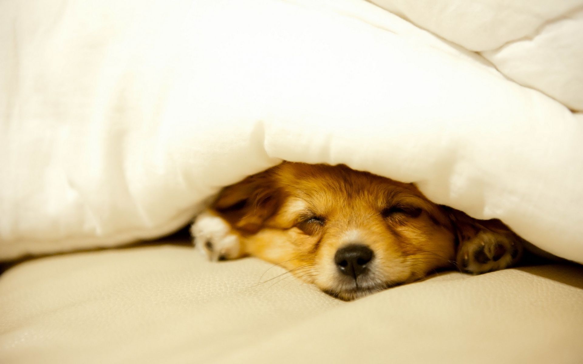 dogs dog mammal sleep pet puppy canine bed cute animal indoors