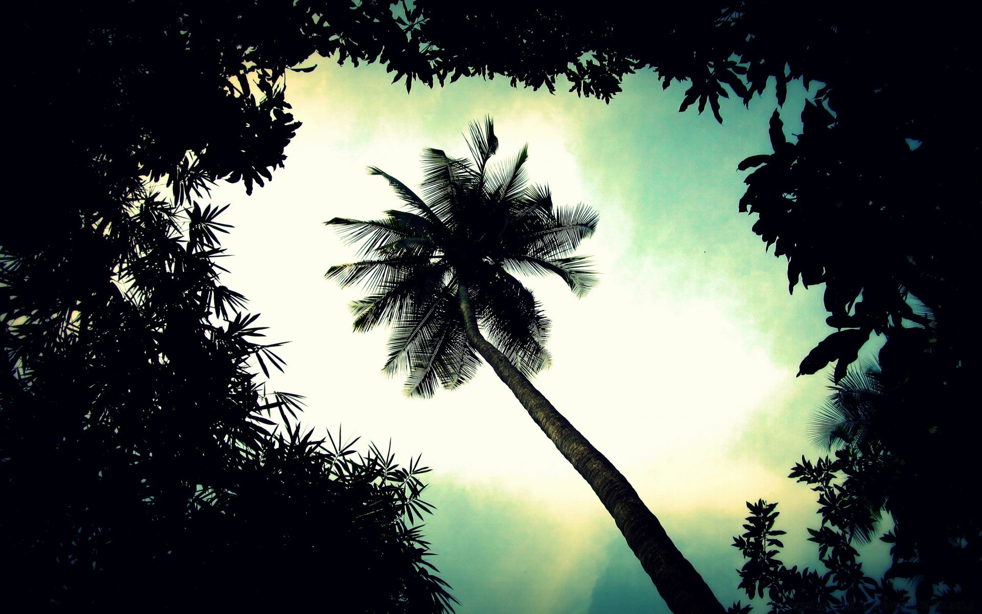 vintage tree palm backlit sun nature sky silhouette tropical beach leaf landscape light wood coconut outdoors travel summer shadow