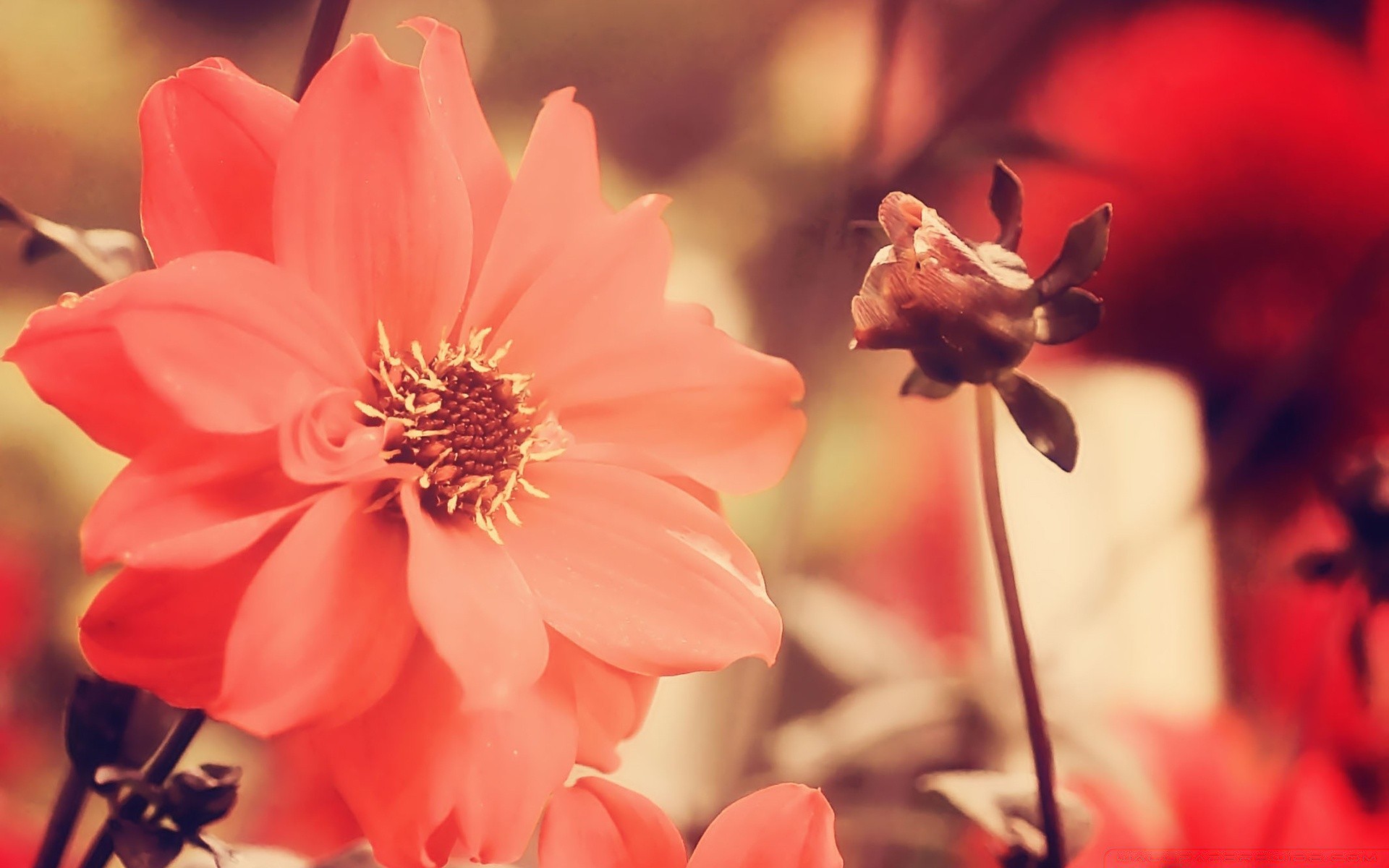 винтаж цветок природа любовь флора роза романтика лист лепесток сад романтический