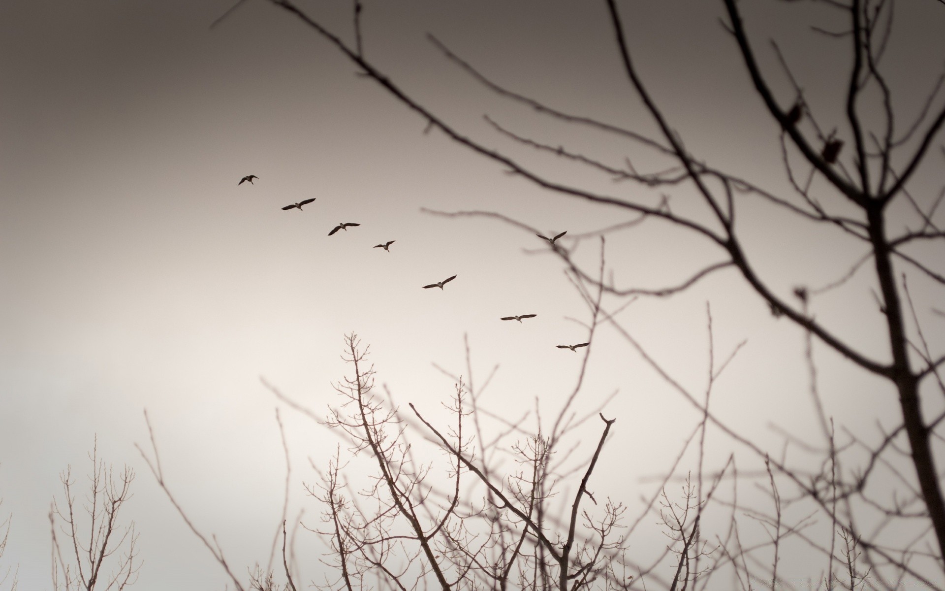 vintage oiseau monochrome nature arbre hiver silhouette résumé ciel paysage bureau lumière art aube noir et blanc automne neige corbeau coucher de soleil texture couleur