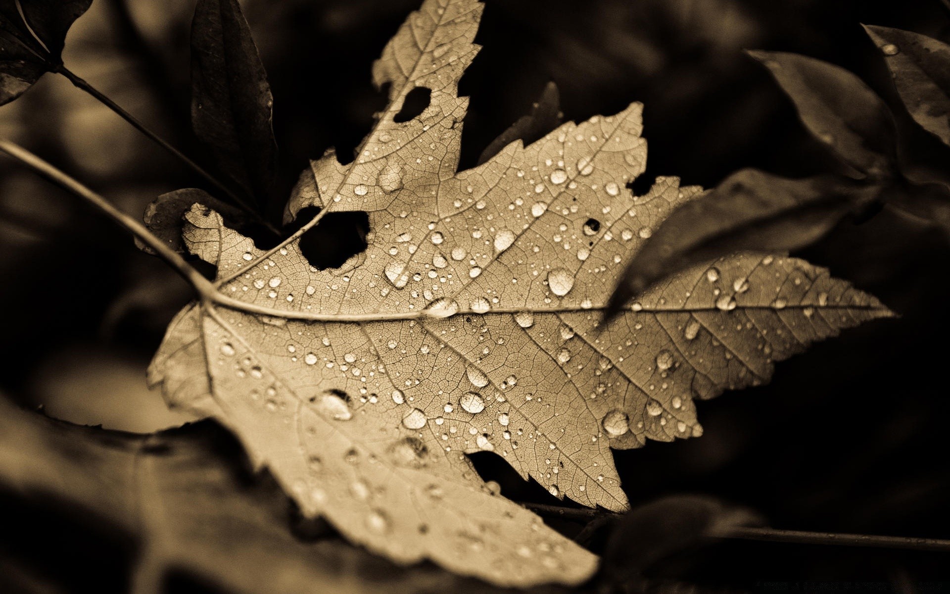 vintage liść jesień monochromatyczny natura deszcz flora drewno tekstura światło woda drewno spadek streszczenie kolor klon art kwiat rosy zbliżenie