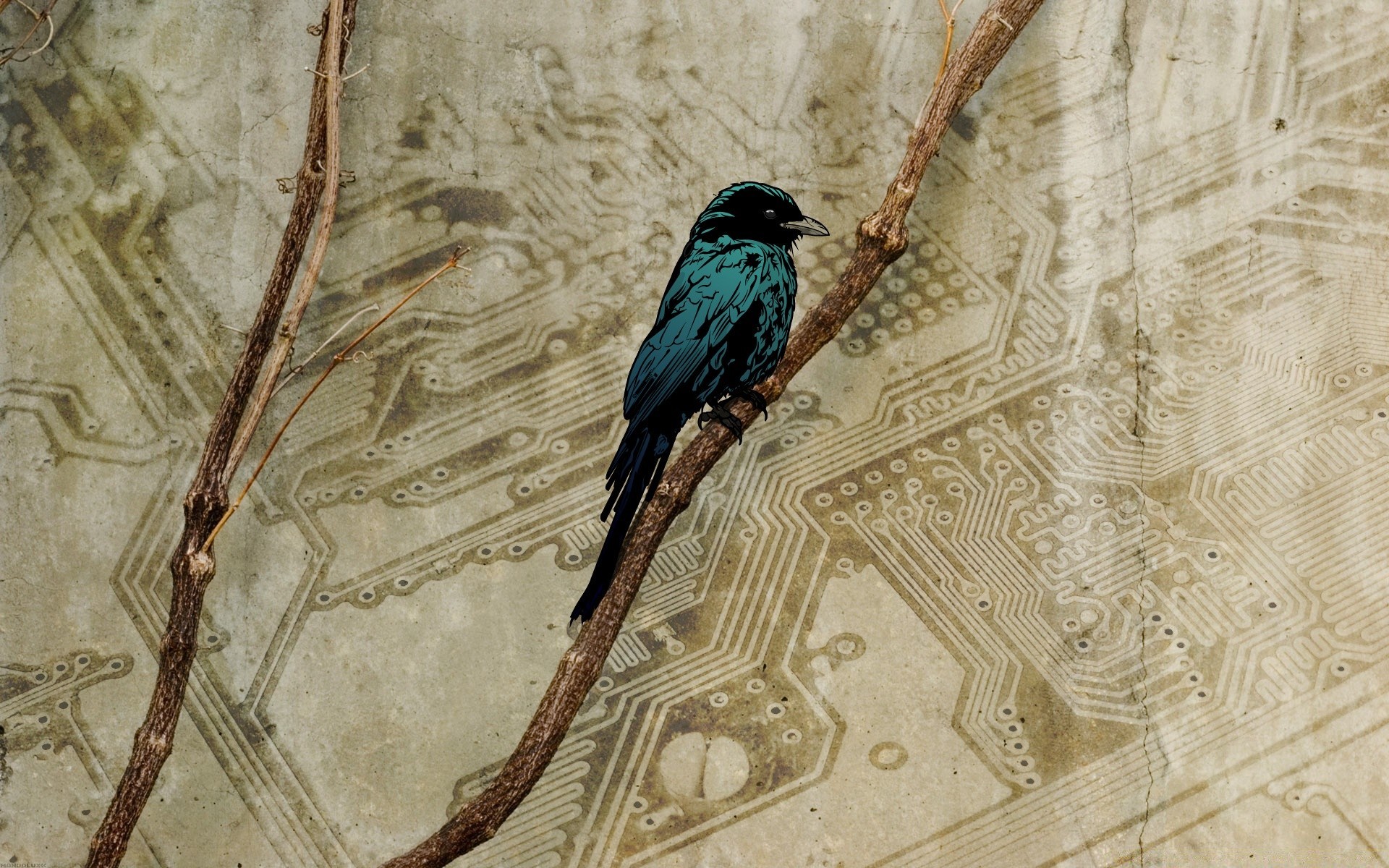 винтаж птица природа древесины рабочего стола на открытом воздухе дерево один дикой природы