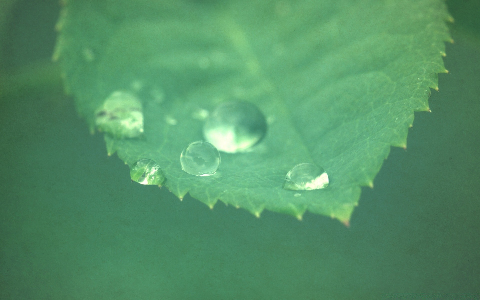 jahrgang regen blatt tropfen wasser tropfen natur blase nass tau