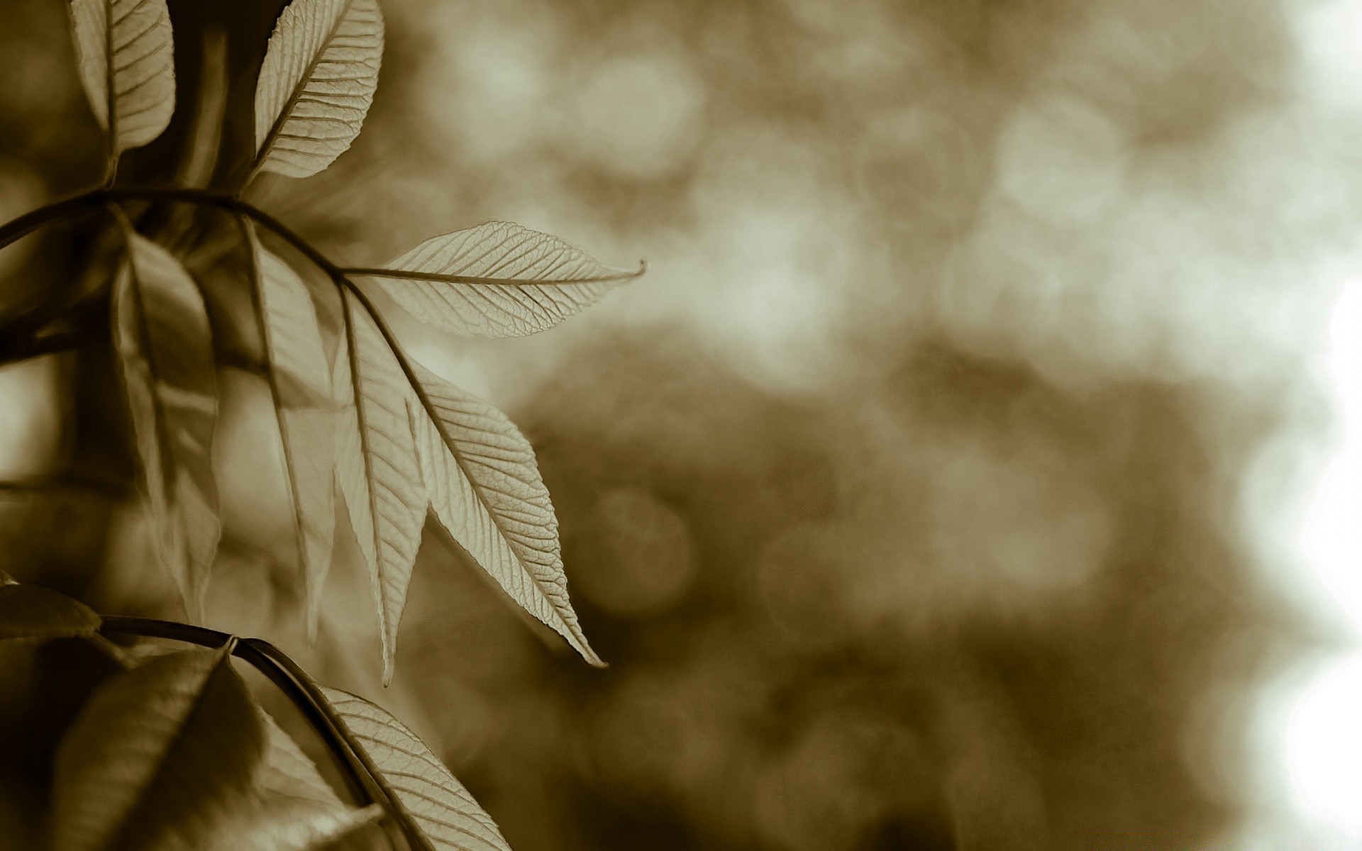 jahrgang monochrom natur sepia abstrakt blatt kunst schwarz / weiß unschärfe licht textur dof herbst