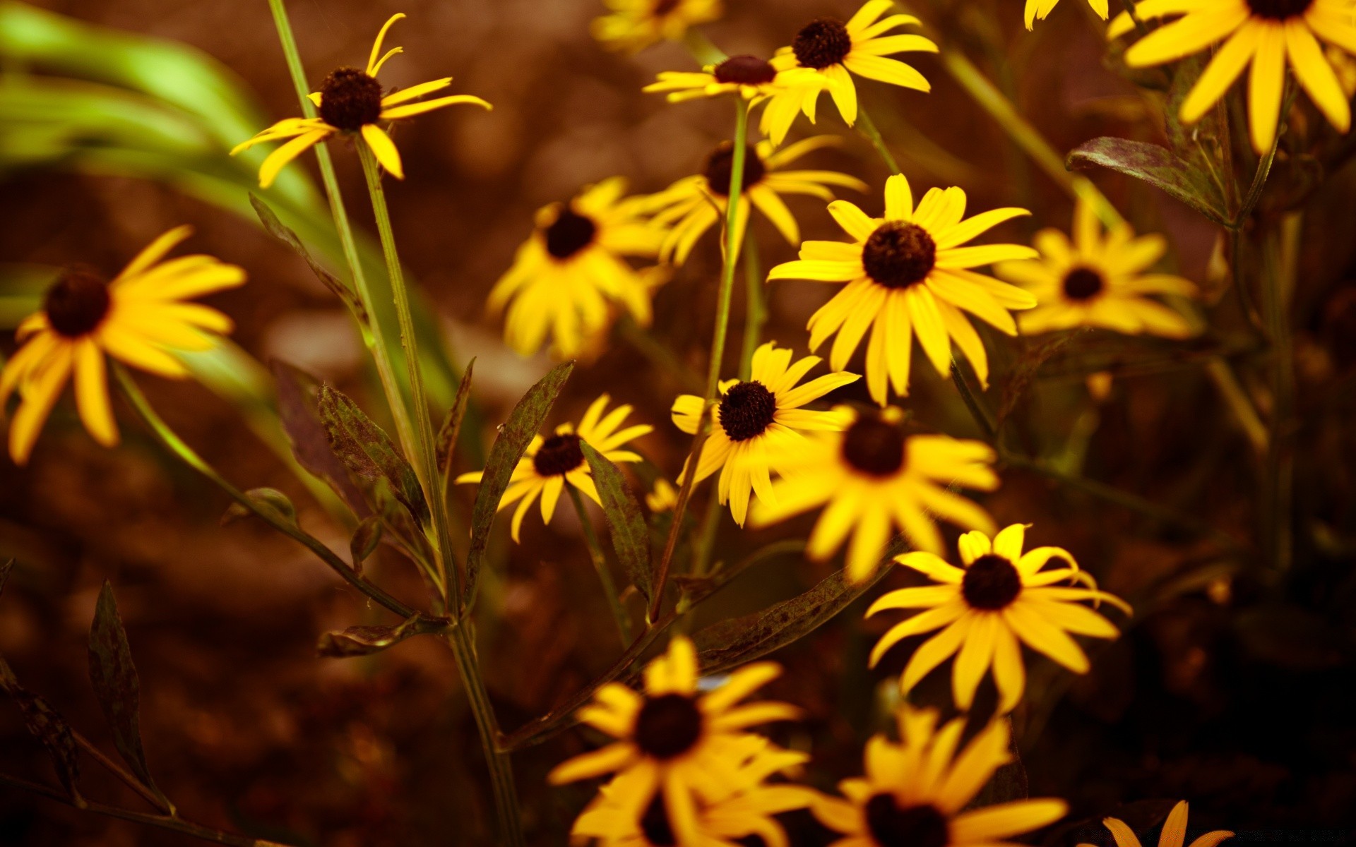 jahrgang blume natur blatt garten flora sommer im freien farbe feld blühen blumen