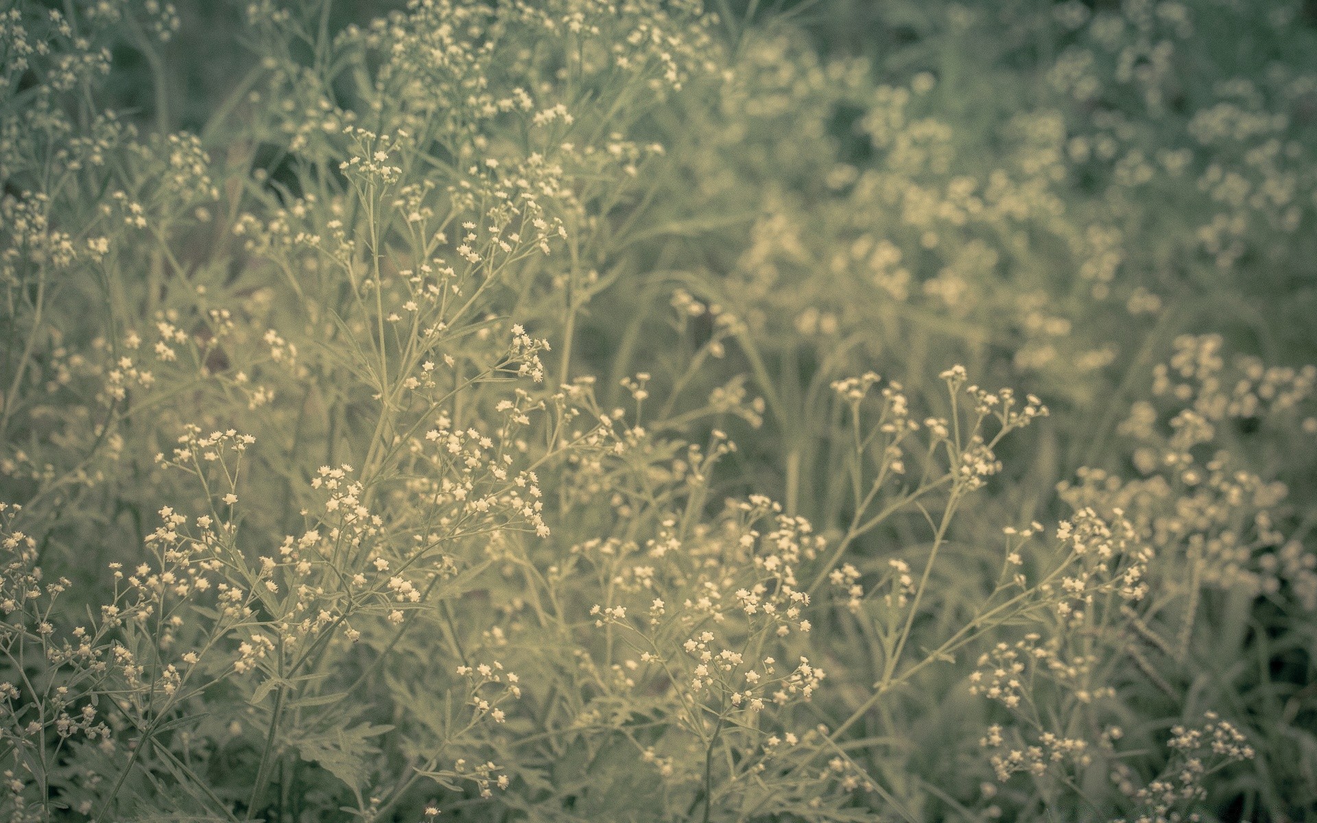 vintage flore fleur saison nature champ feuille été herbe agriculture rural foin floral bureau croissance à l extérieur ferme gros plan couleur jardin