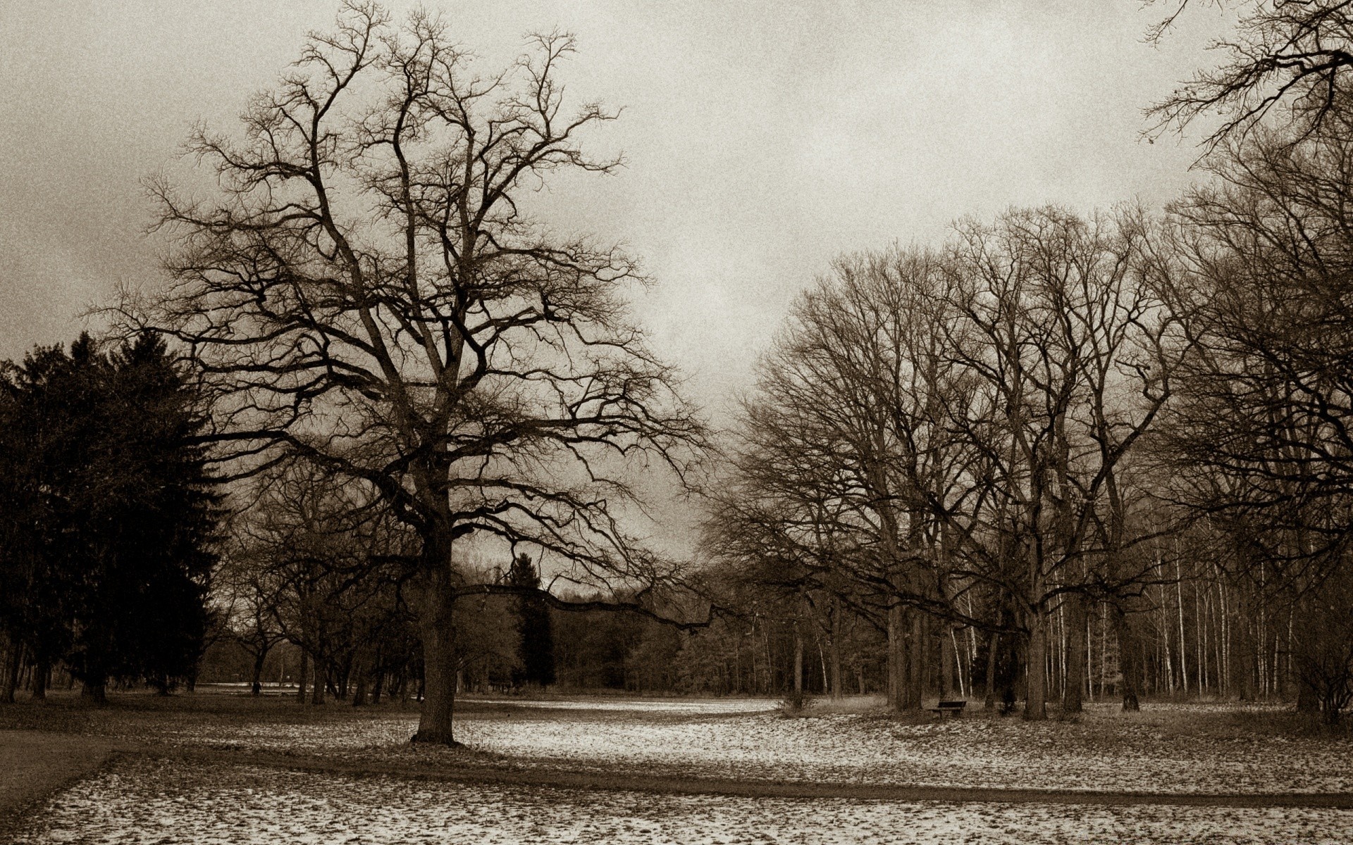 vintage drzewo krajobraz jesień drewno zima dąb mgła pojedynczy oddział mgła park natura monochromatyczny świt śnieg wieś muddy