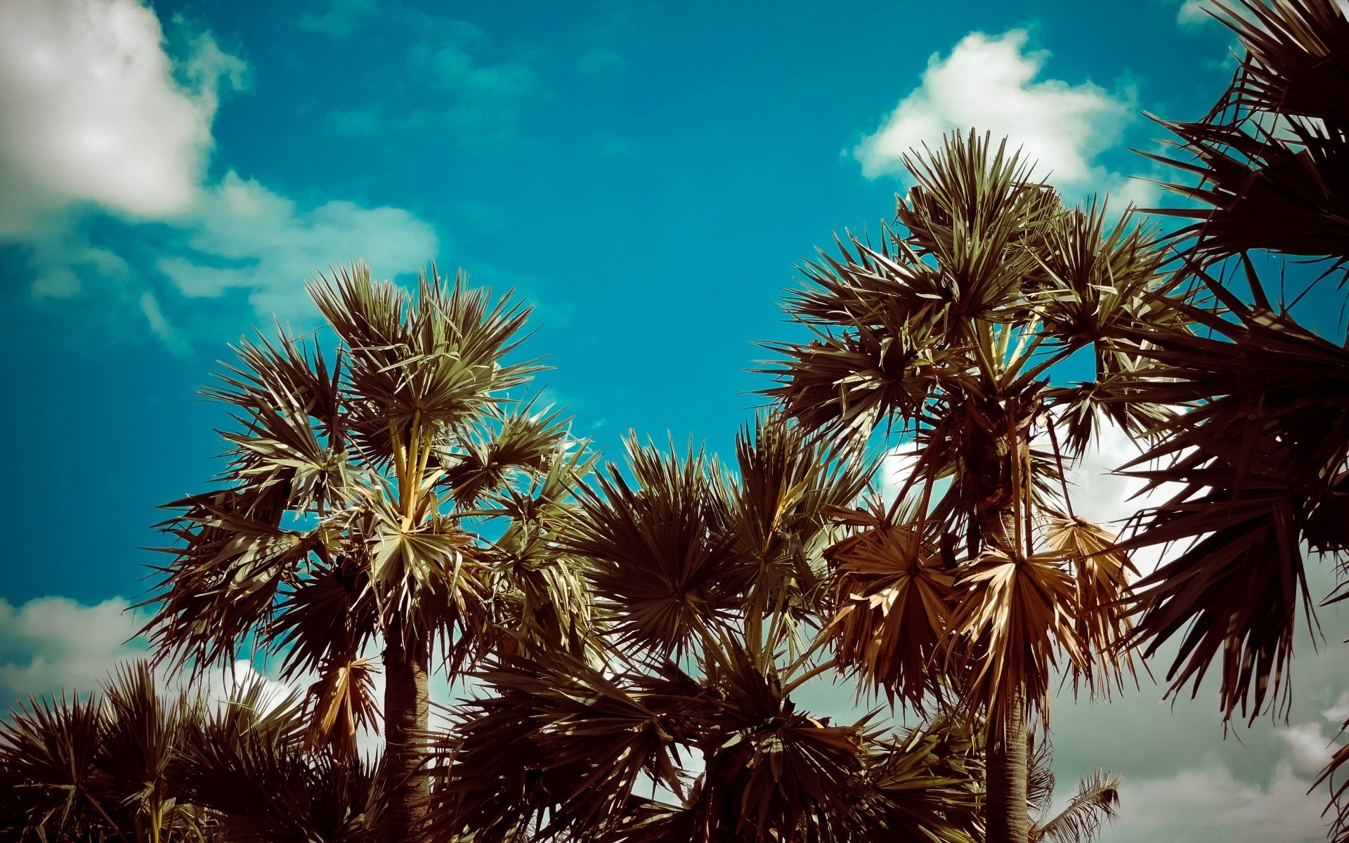 vintage albero palma tropicale cielo mare natura spiaggia all aperto estate esotico isola cocco idillio viaggi sole oceano vacanza