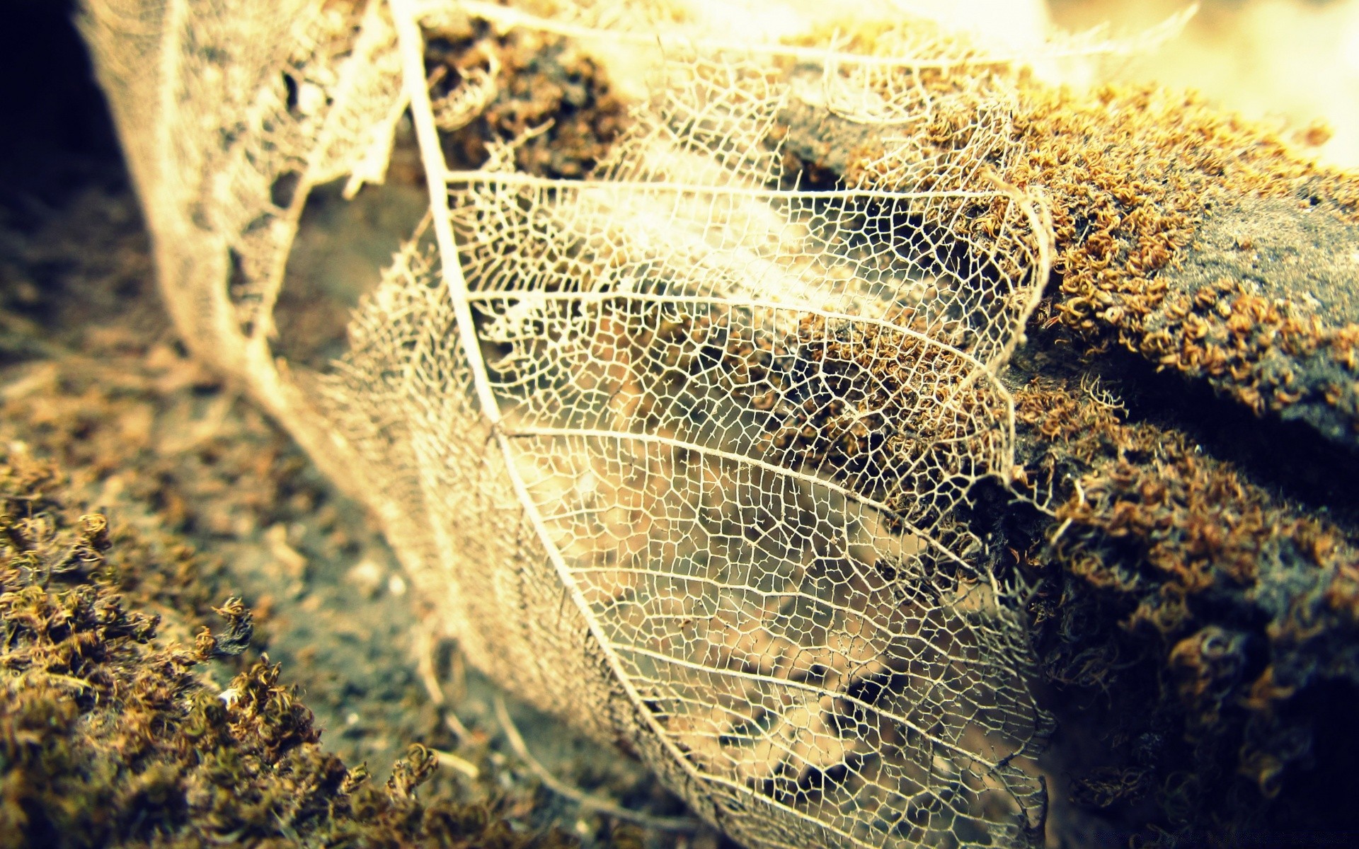 vintage natureza close-up área de trabalho tropical padrão invertebrados animal mar água vida selvagem flora textura ao ar livre inseto comida