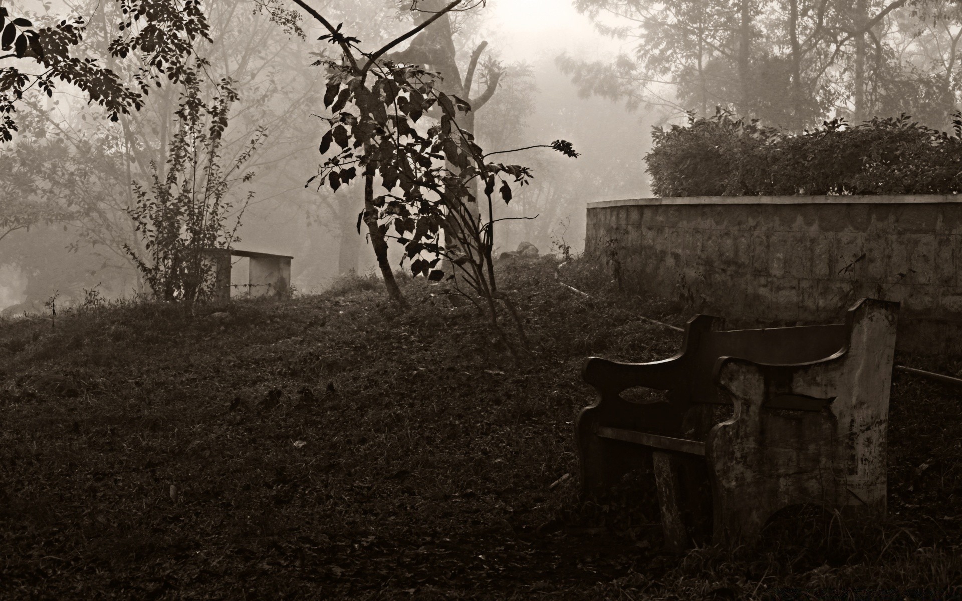 vintage tree farm wood monochrome