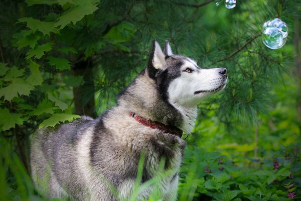 Der Hund ist reinrassig. Deutscher Schäferhund