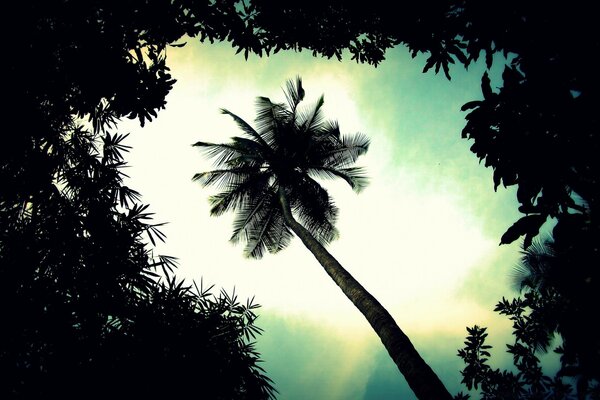 Vintage palm tree over tropical sky