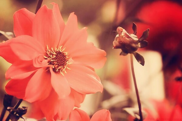 A blooming red flower