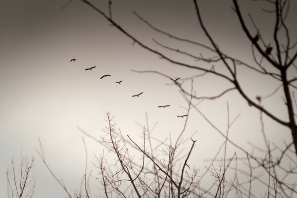 Ébène et buissons sur fond de ciel blanc avec des oiseaux volants