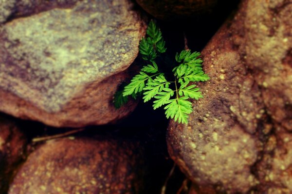 A green twig of a plant makes its way through the stones