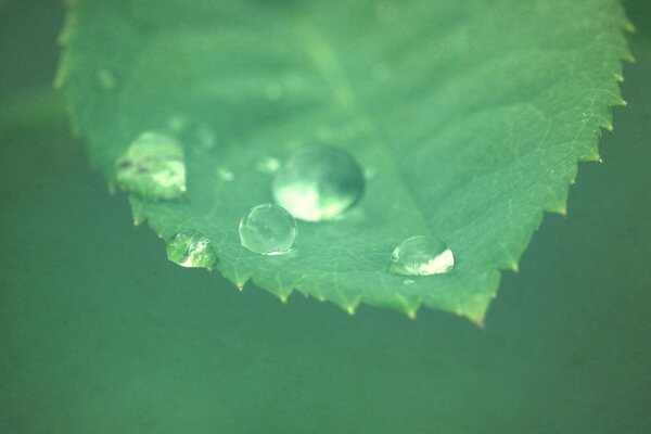 Gotas de orvalho EM UMA Folha Verde