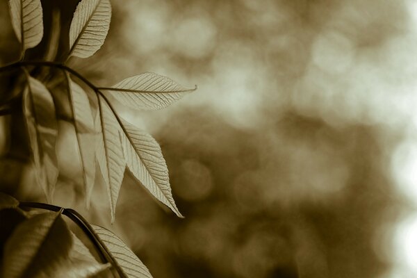 Naturaleza Vintage a través de los ojos del fotógrafo