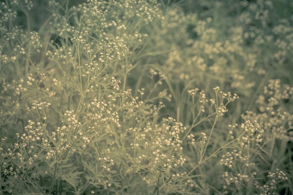 Foto von ungewöhnlichen Vintage-Blumen