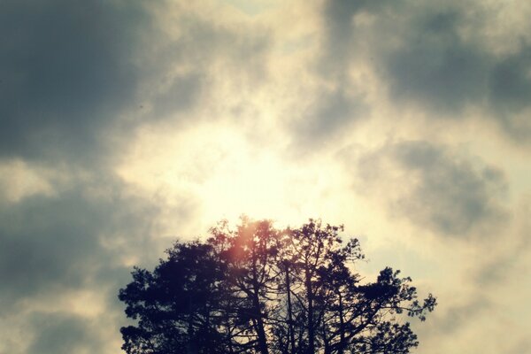 Vintage foto da natureza contra o céu