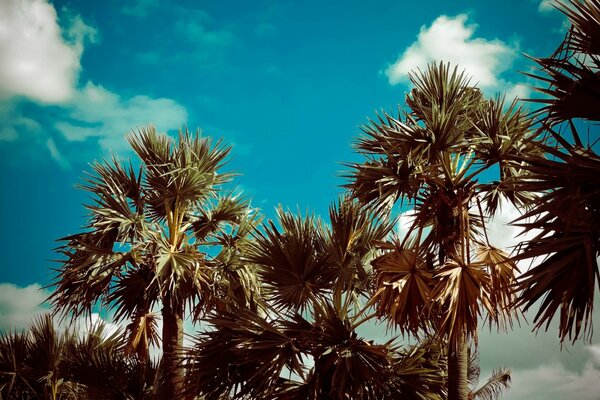 Tropischer Himmel, vintage-Foto