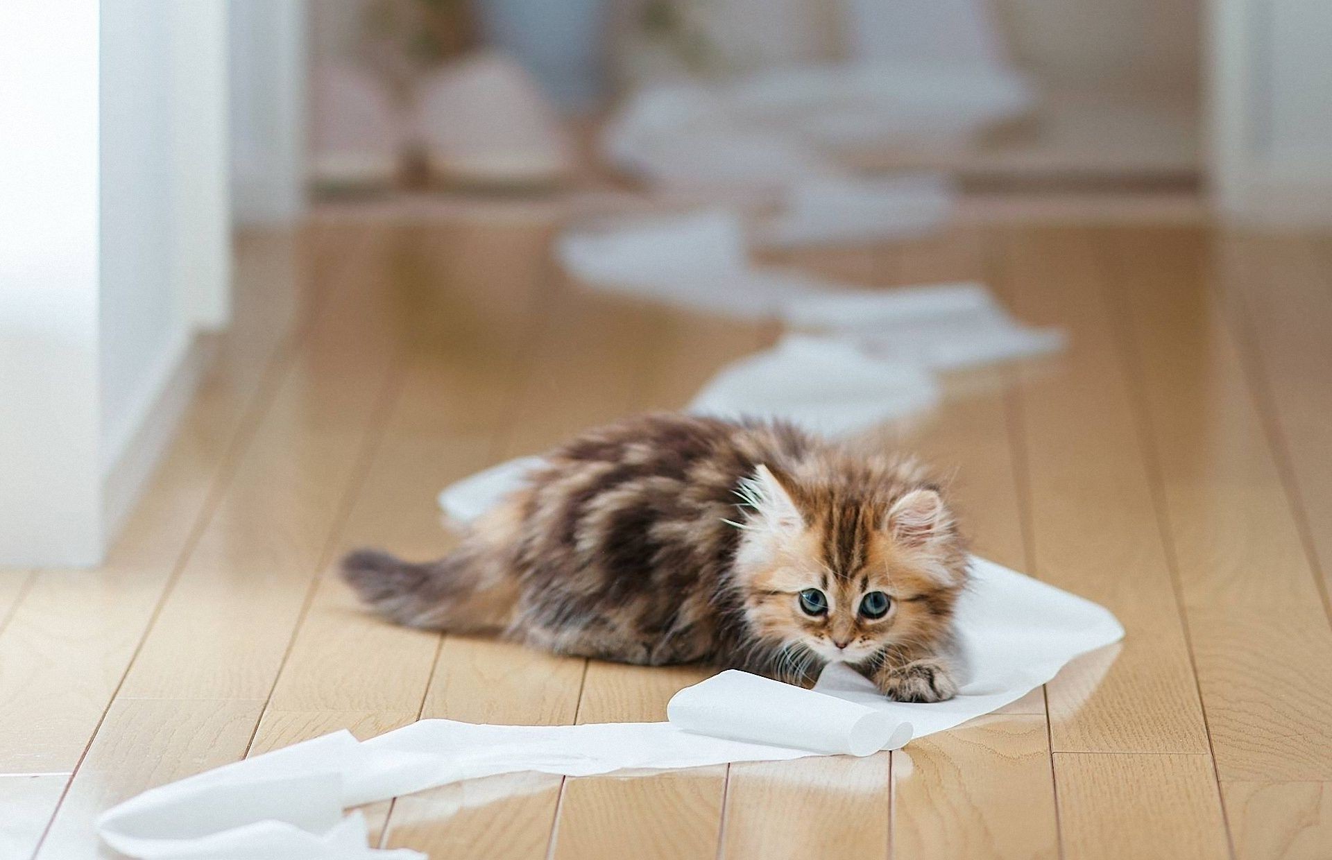 chats à l intérieur mignon s asseoir chat détente famille