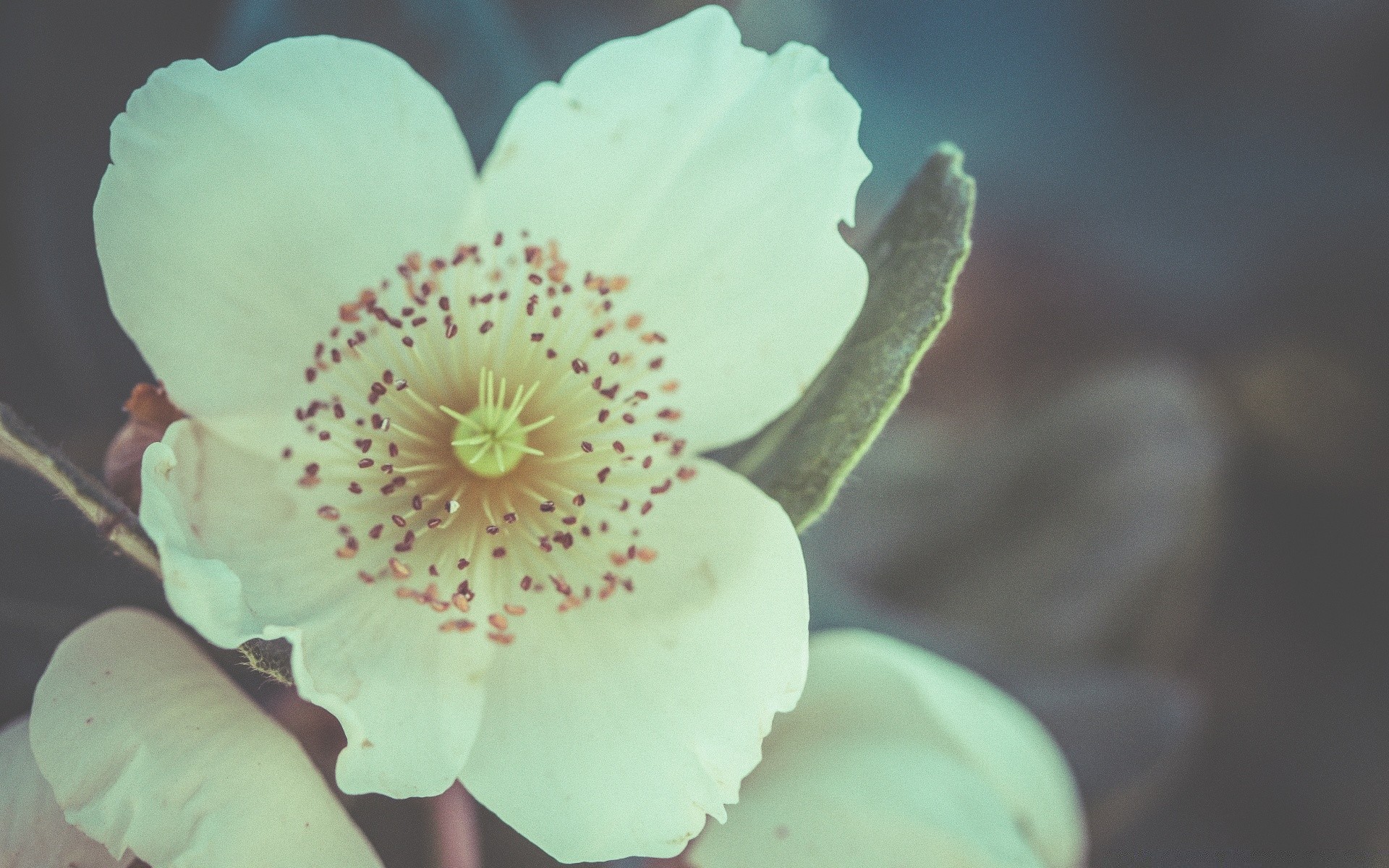 vintage doğa çiçek yaprak flora yaz açık havada güzel renk çiçek