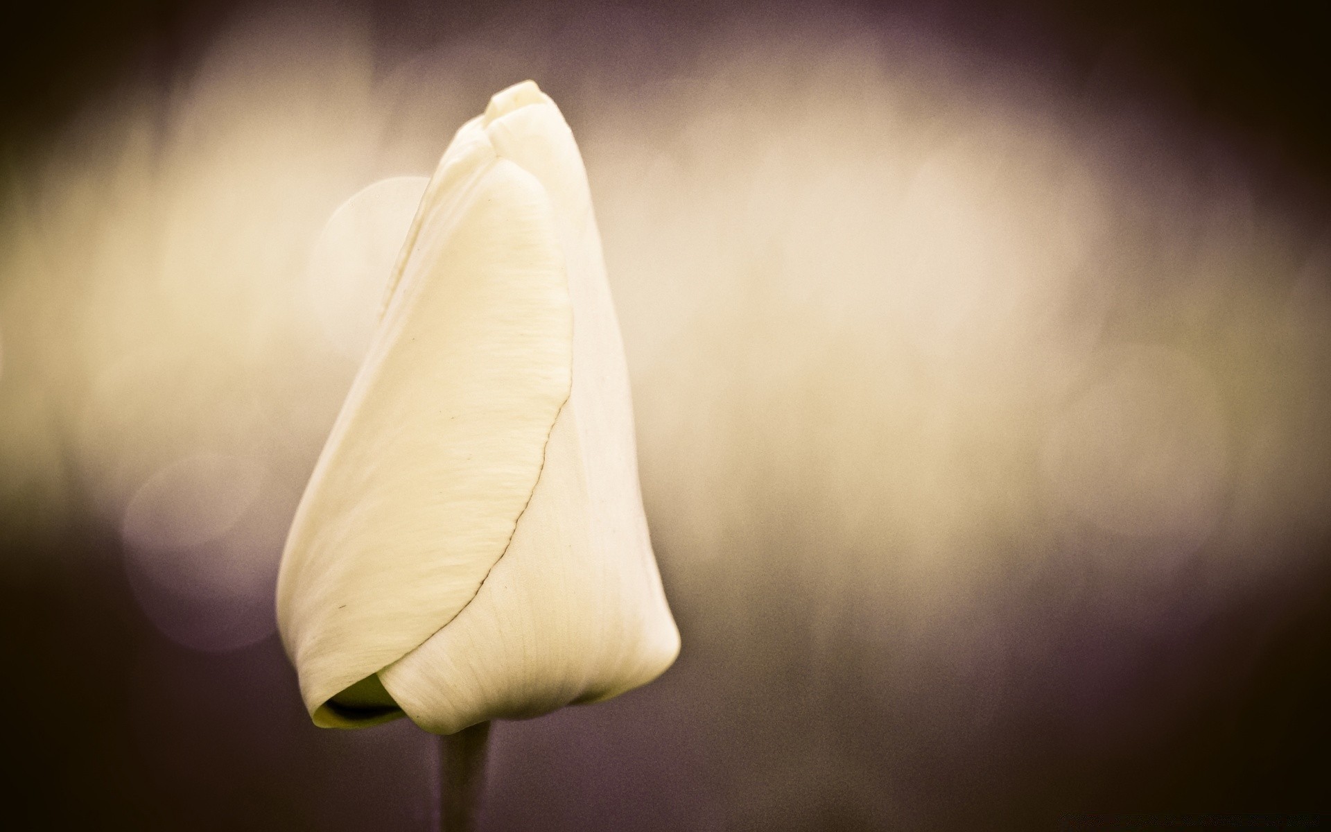 vintage flor natureza monocromático verão borrão folha tulipa arte sol ainda vida dof amanhecer ao ar livre