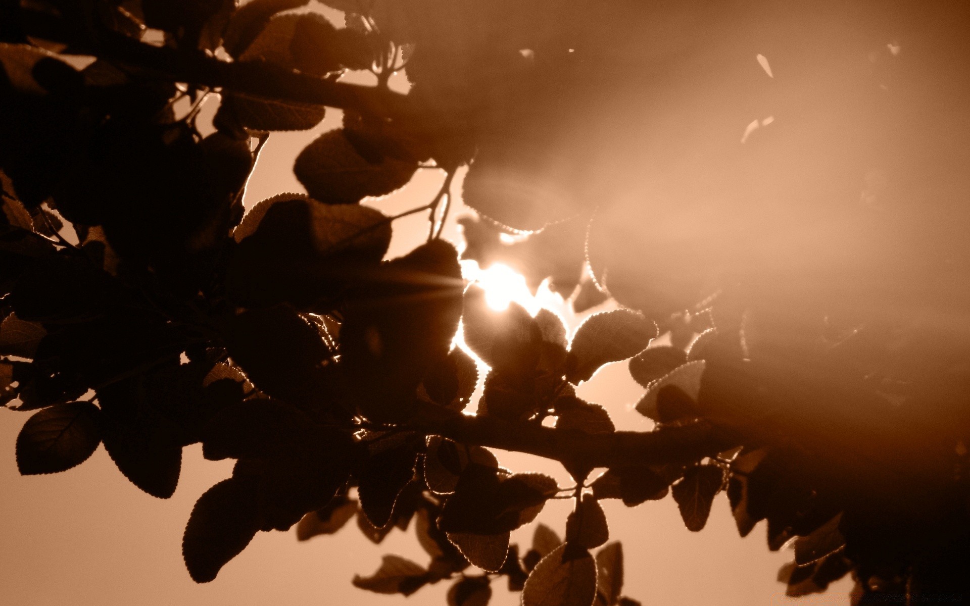 annata luce sole alba silhouette tramonto albero natura paesaggio inverno arte