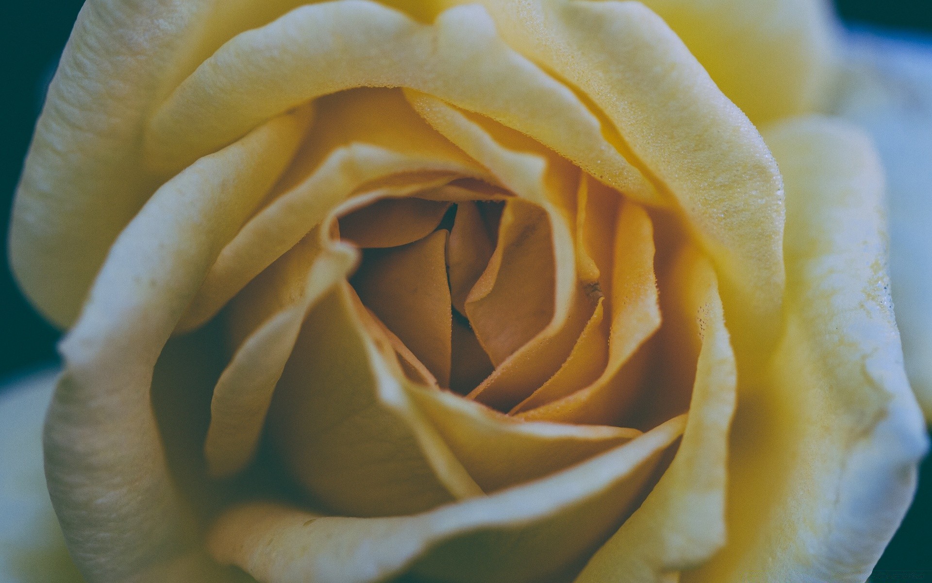 vintage gül çiçek petal narin aşk yıldönümü çiçeklenme romantizm aşk çiçek hediye doğa botanik romantik düğün kokulu doku renk masaüstü